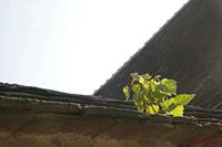 Cjp_2010_06_16_072705 (1).jpg